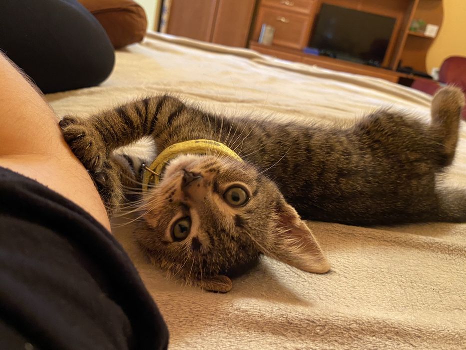 Pet sitting și cazare temporară pentru câini și pisici