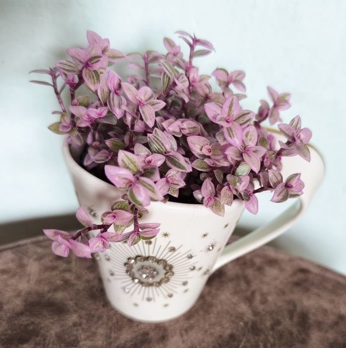 Суккуленты разные недорого продам