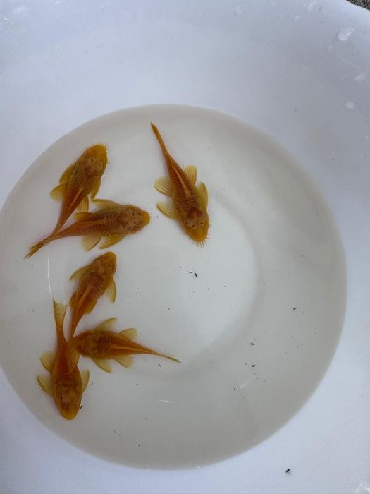 Анцирус Золотой пара