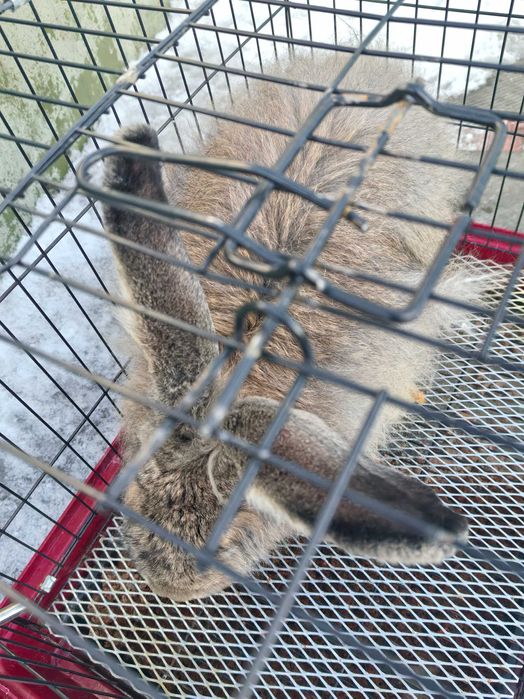 Большой    кролик