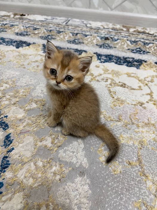 золотая шиншилла