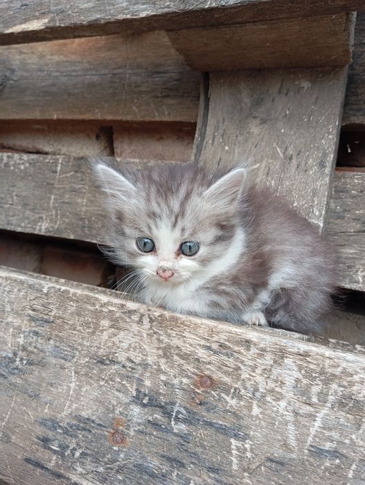 Отдам в добрые руки котят