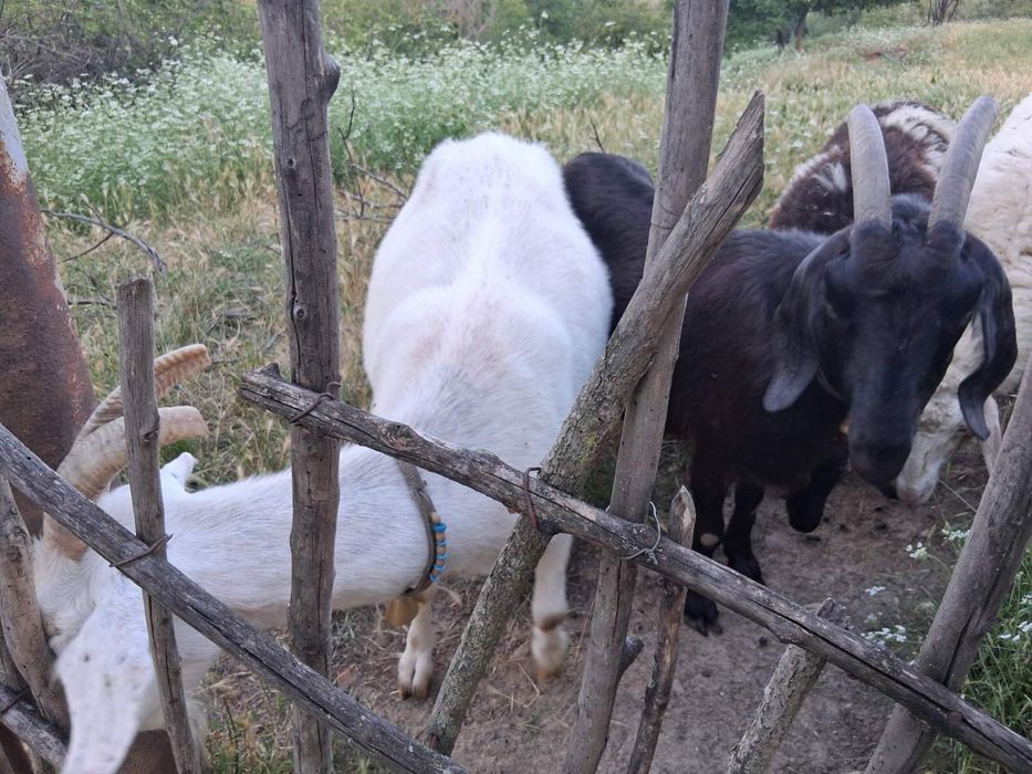 Продавам спокойни кози