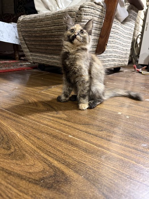 Котенок веслоухий