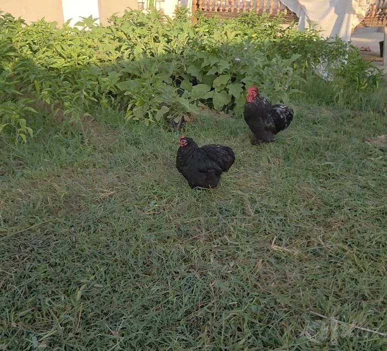 Karlik kox 1+1 sotiladi