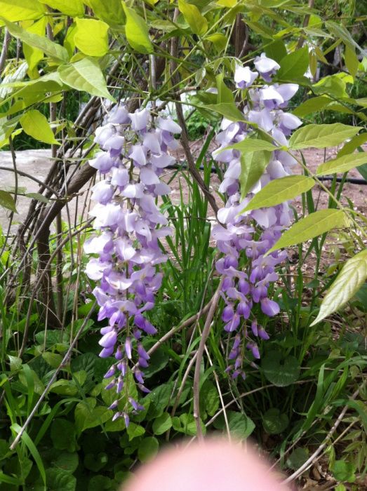 глициния- роскошная лиана с душистыми сиреневыми соцветиями