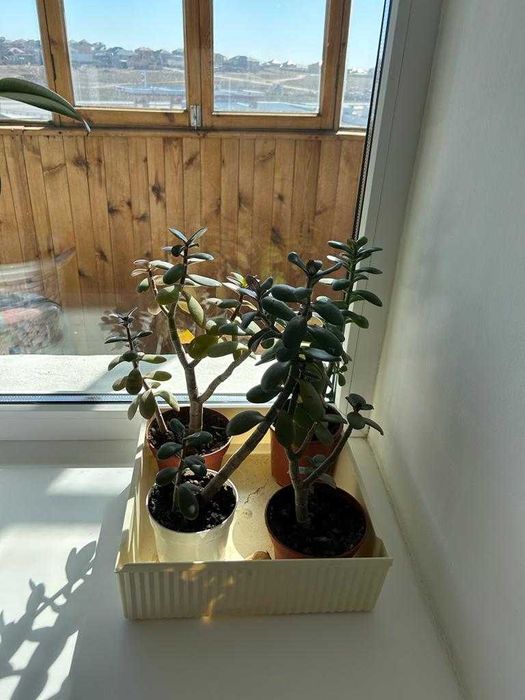 Продаются цветы для дома