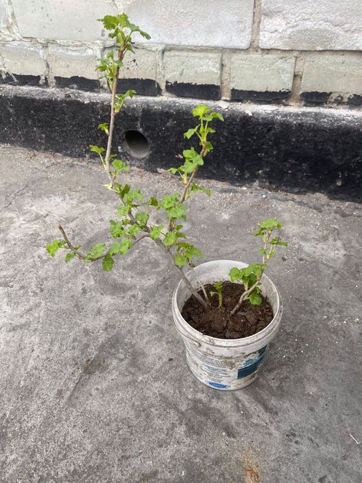 Продам рассаду, саженцы!