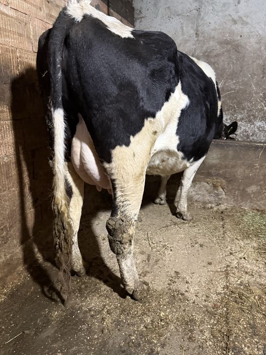 Vaca de vanzare cu vitica