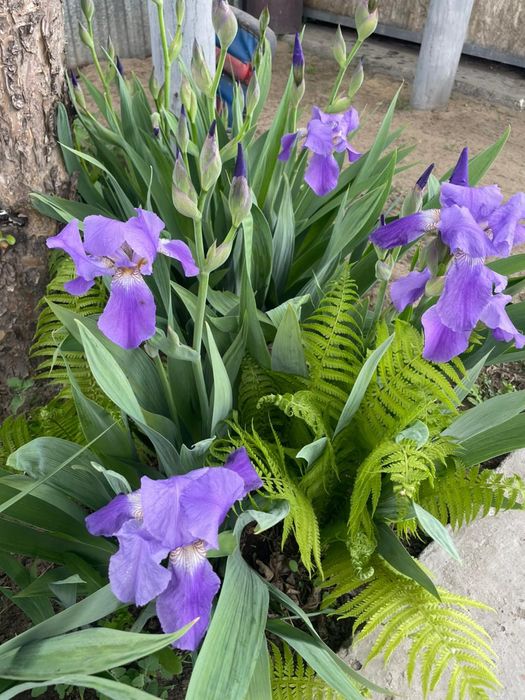 Продается Ирис нежно сиреневый высокий