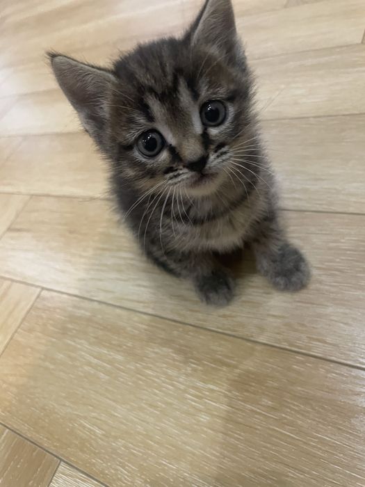 Британский котенок метис