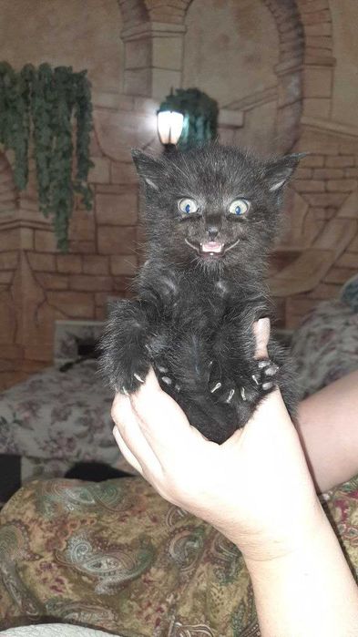 Отдам котят бесплатно