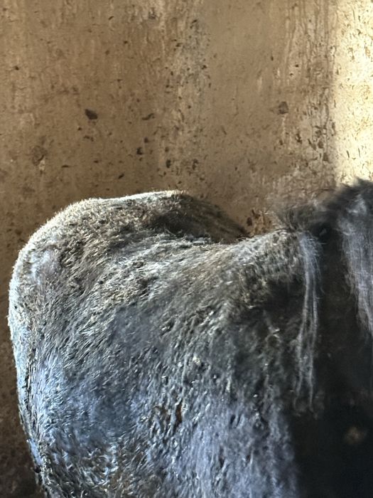 Согым семиз тайлар кунаншыгар