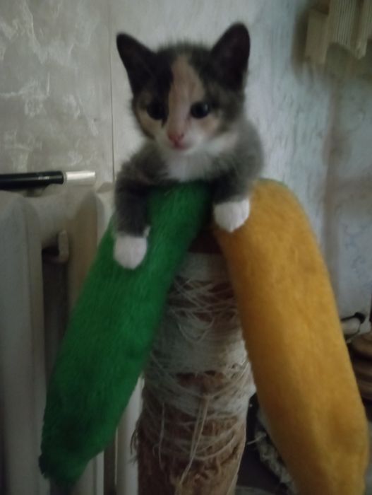 Отдам в хорошие руки кошечек