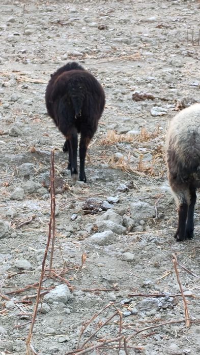 Раман зотли барра