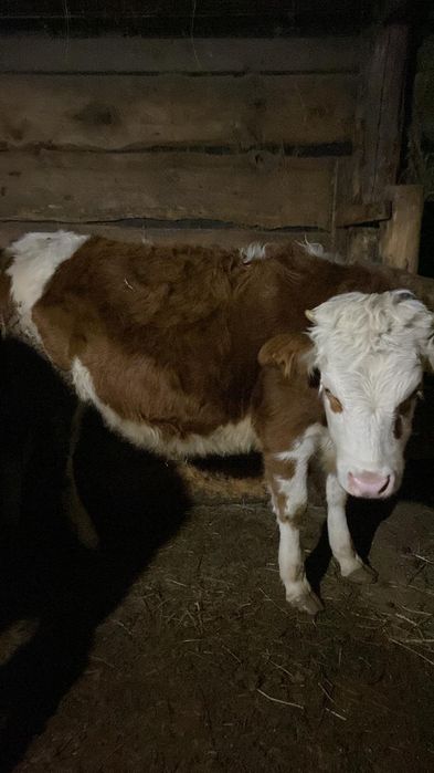 Продам Телочку!!!