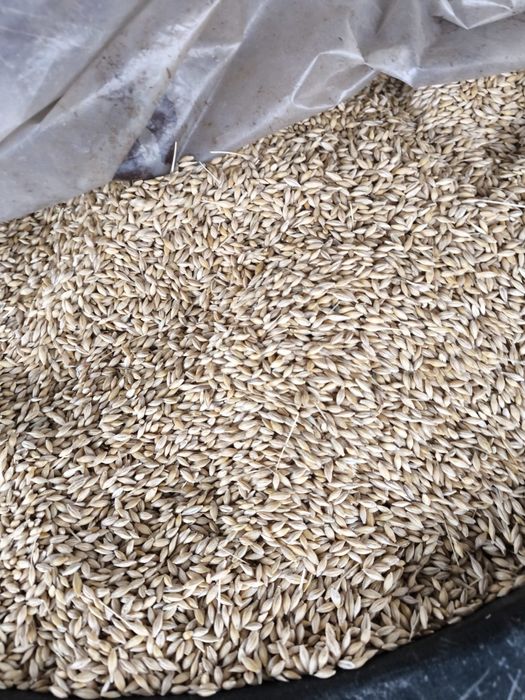 Vand orz productie 2025