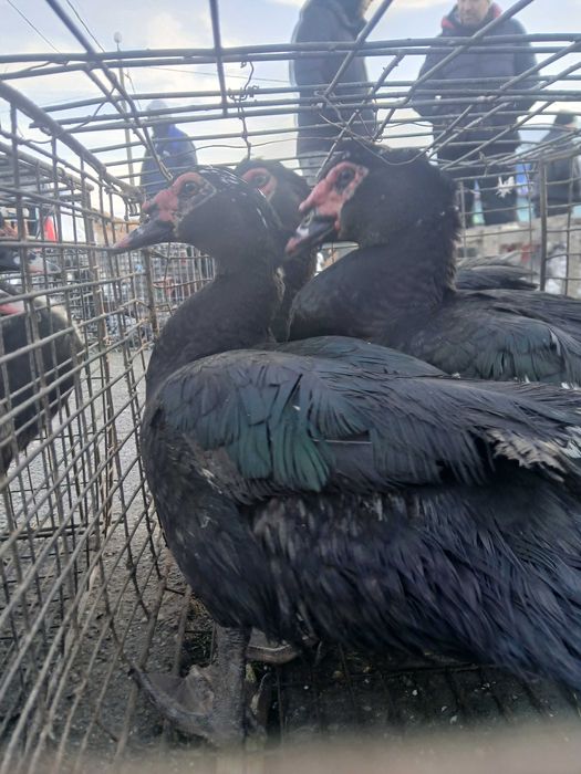 Rate lesesti de vanzare