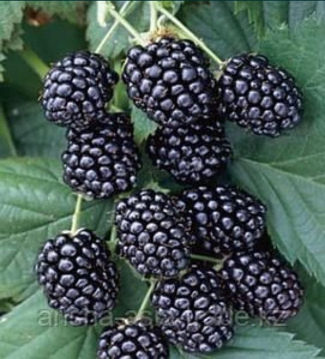 Продаю саженцы смородины