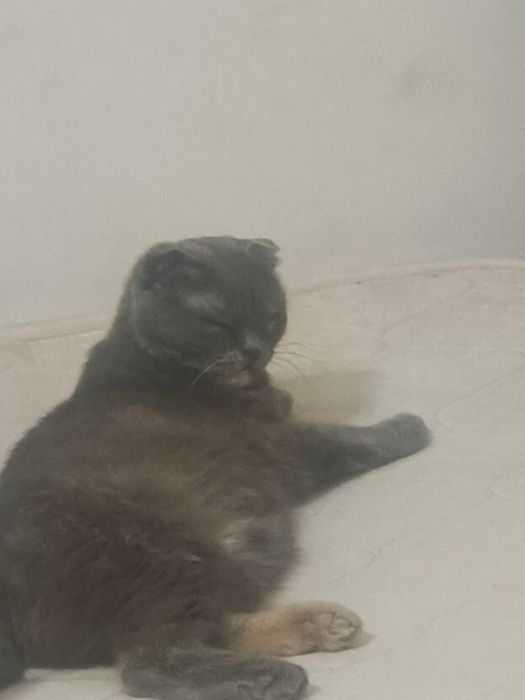 Вислоухие котята