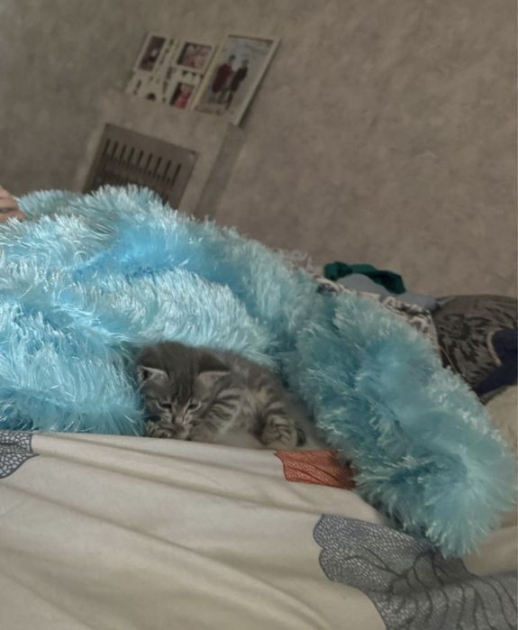 Отдам котят даром