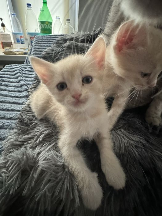 Отдам котят 3рыжих мальчика 2серые девочки