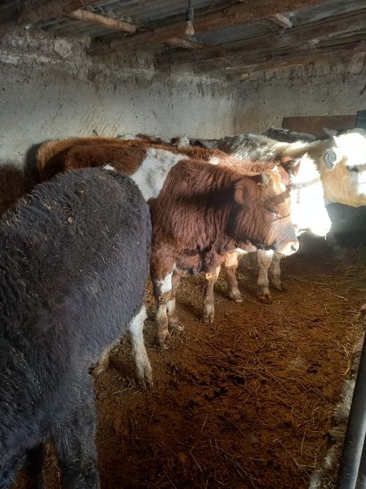 Хорошие    бычки