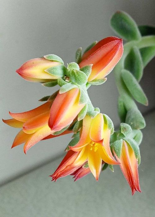 Продам. Эхеверия - каменная роза.