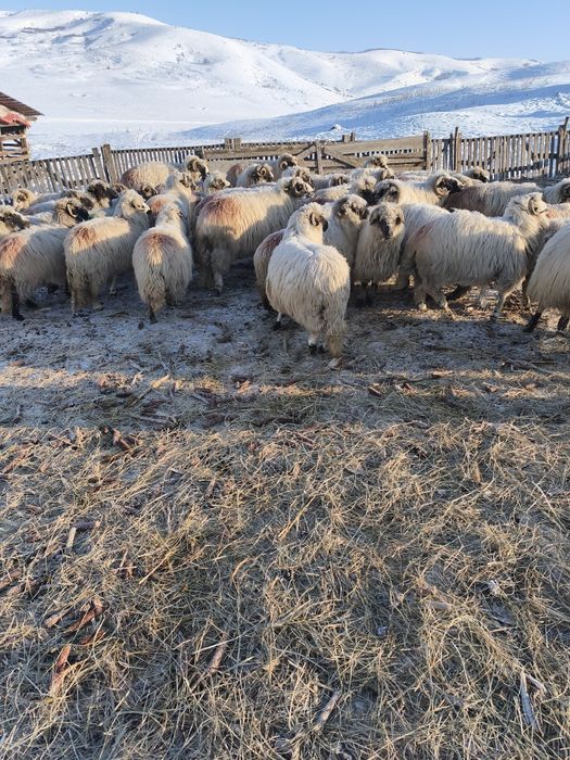 De vânzare în jur de 40 oi reforme