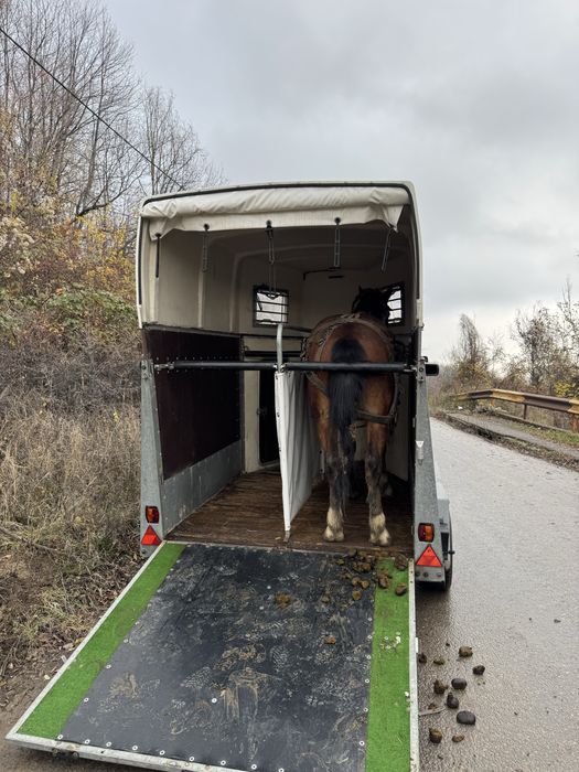 Transport animale vii