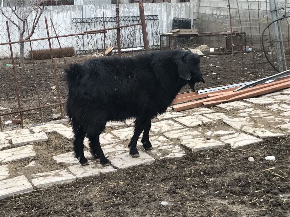 Козел теке ешкі