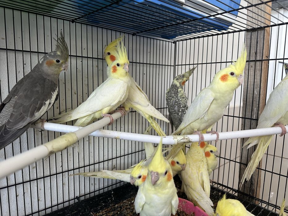 Продается попугай Кореллы