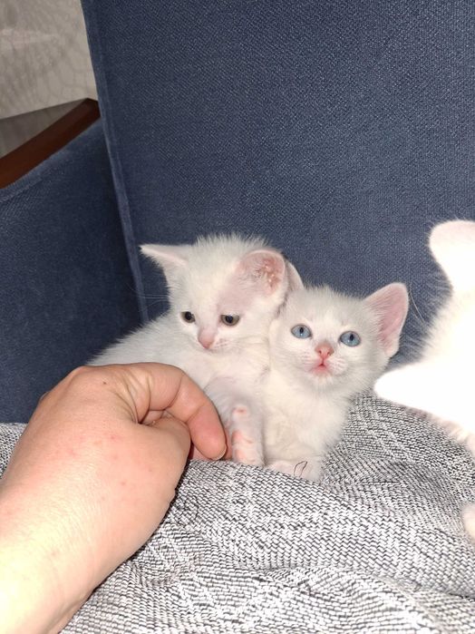 В добрые руки котята