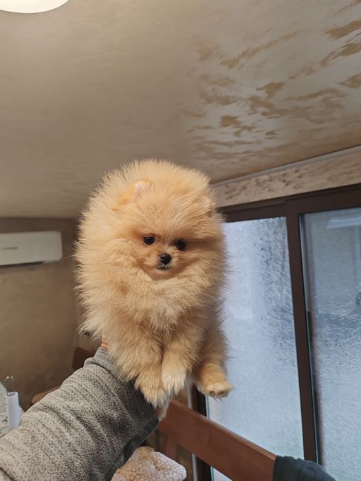 Померан мини мъжко