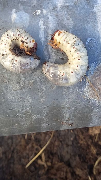 Продам червей лежинь