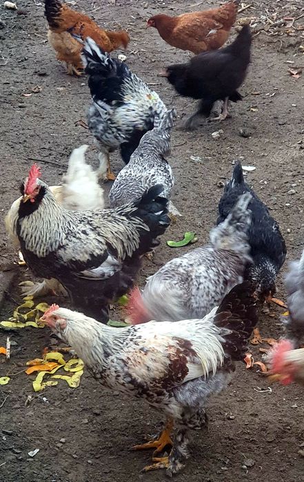 Хурозни эркаги бор