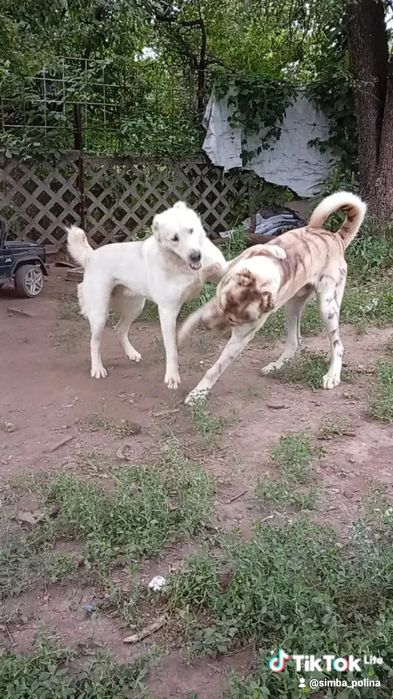 Алабай, тобет. САО сука
