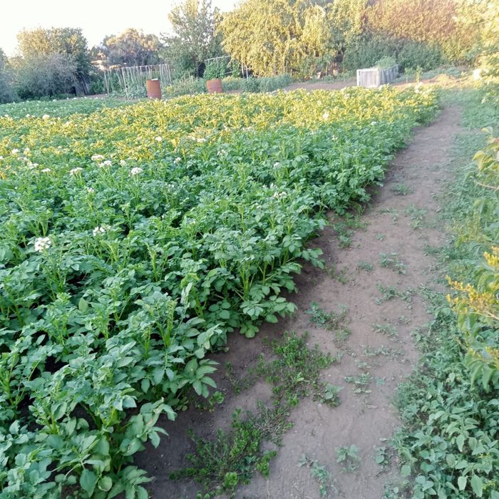 Продам дачу на союзе