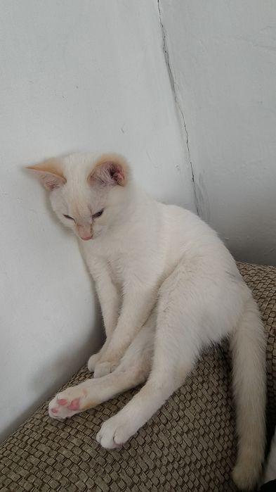 отдам котика мальчика