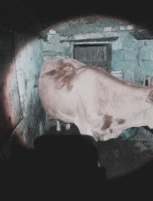 Сиыр  обмен қойға 7 қой ға