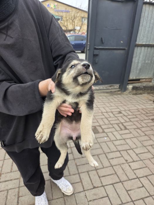 Отдам щенят в добрые руки