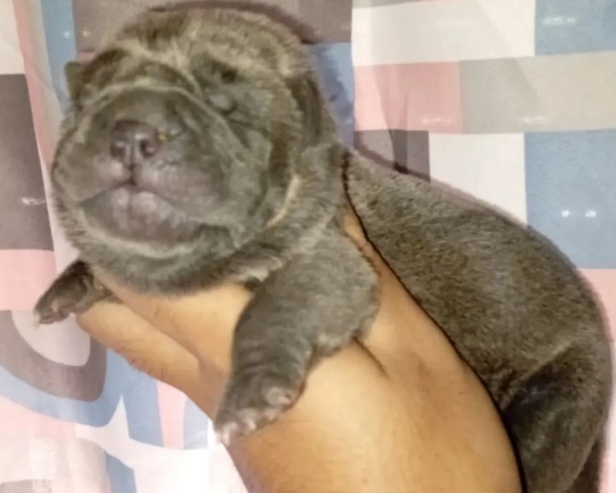 Продажа щенков шарпей