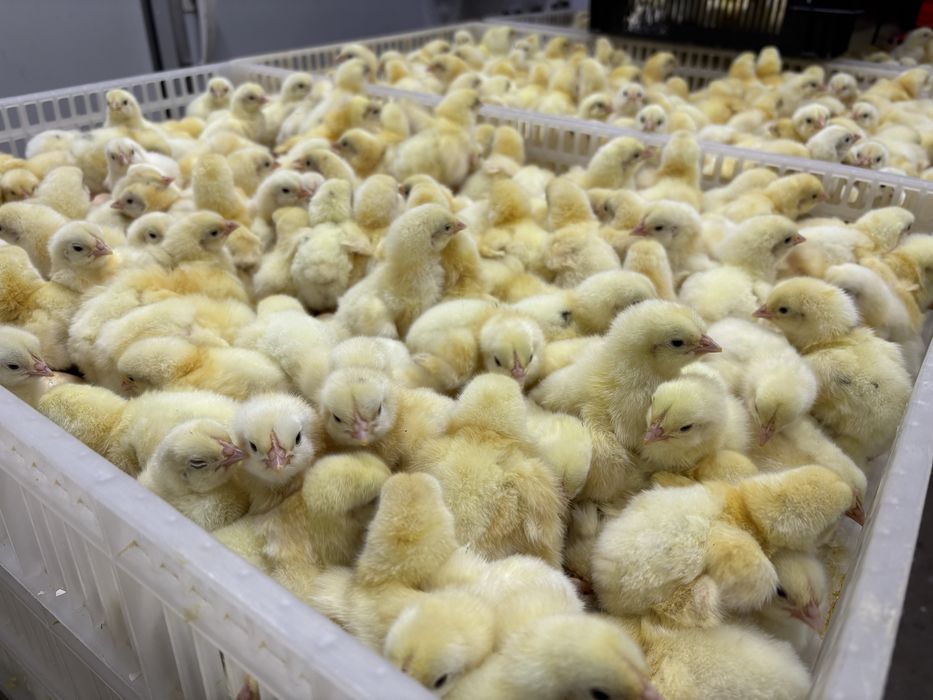 Суточные бройлеры COOB 500