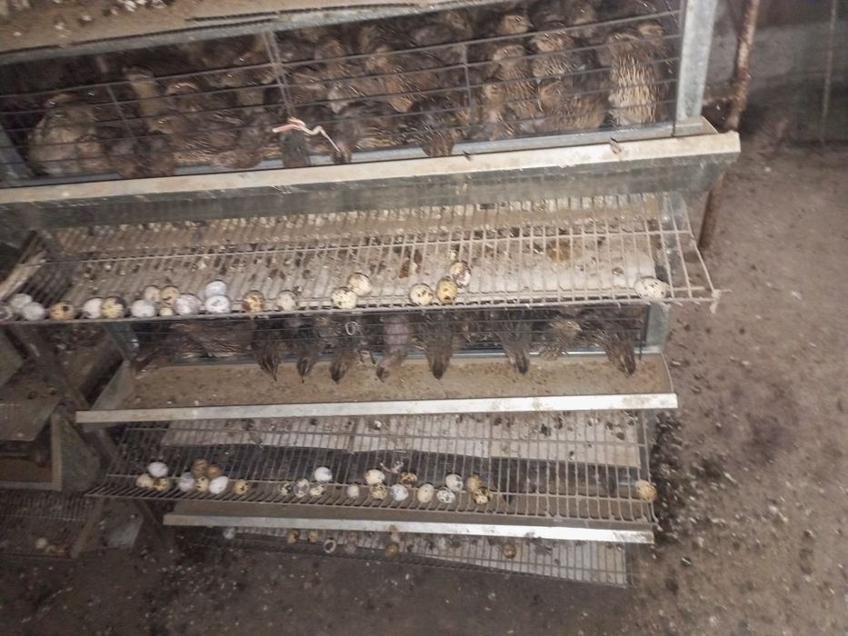 Bedanalar sotiladi kataklari bilan