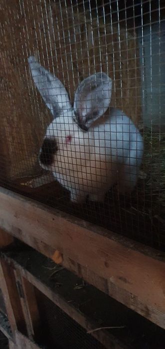 Femele uriaș de Transilvania