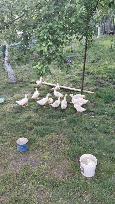 Vand boboci de rațe