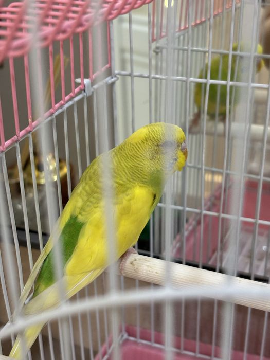 Попугай с клеткой