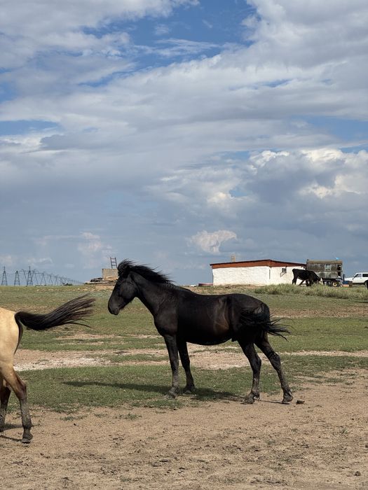 Айғыр сатылады 5жасар