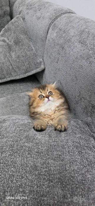 Котенок шиншилла мальчик
