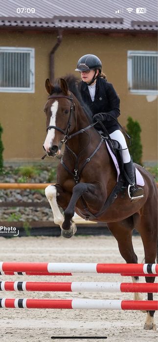 Cal de sport Olandez de 6 ani